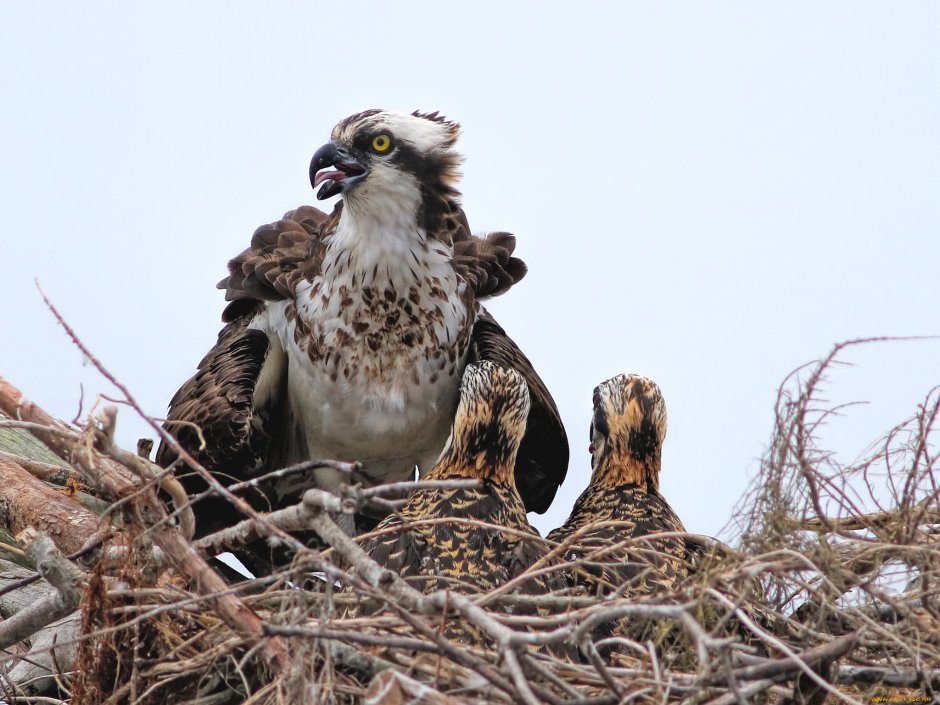 Дневные Хищные птицы гнёзда