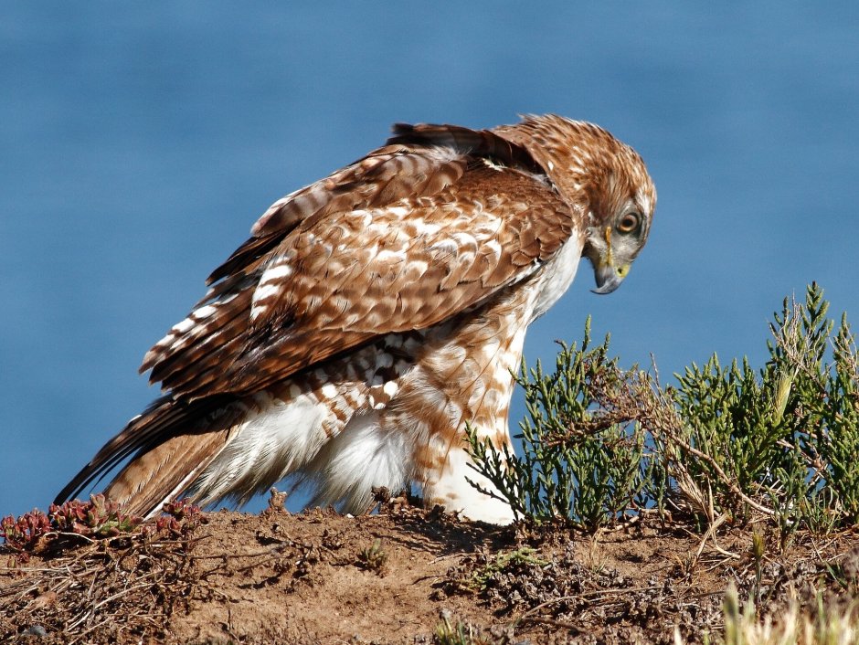 Лапландский заповедник Орлан-белохвост