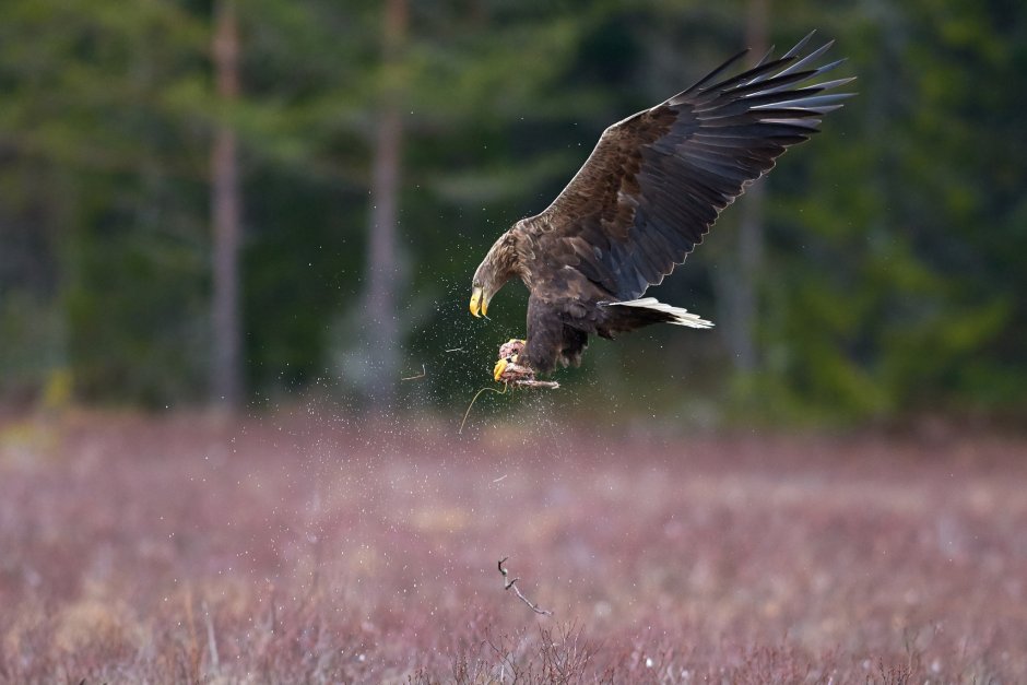 Орел охотится