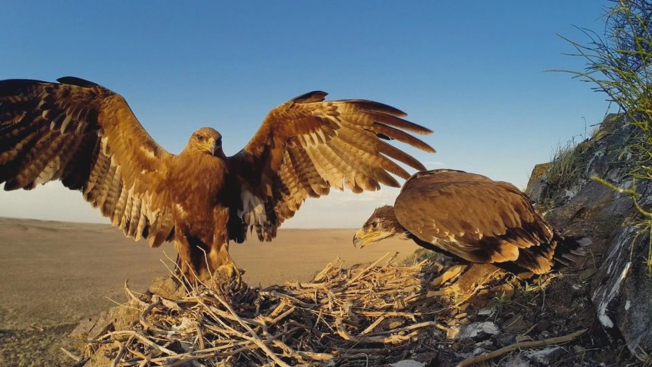 Кречет Falco rusticolus