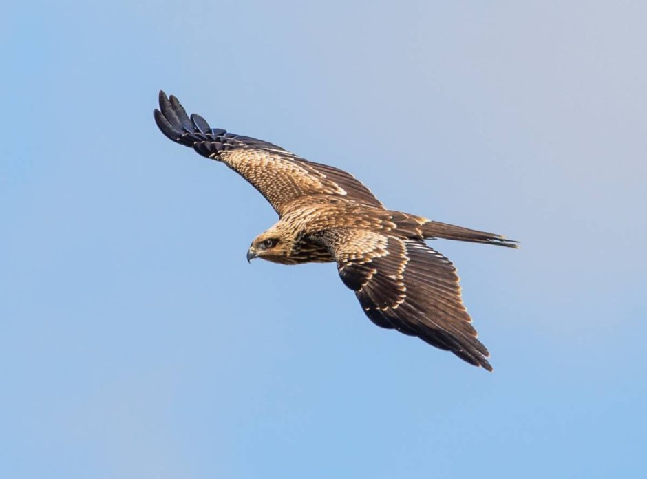 Белохвостый Орлан на дереве