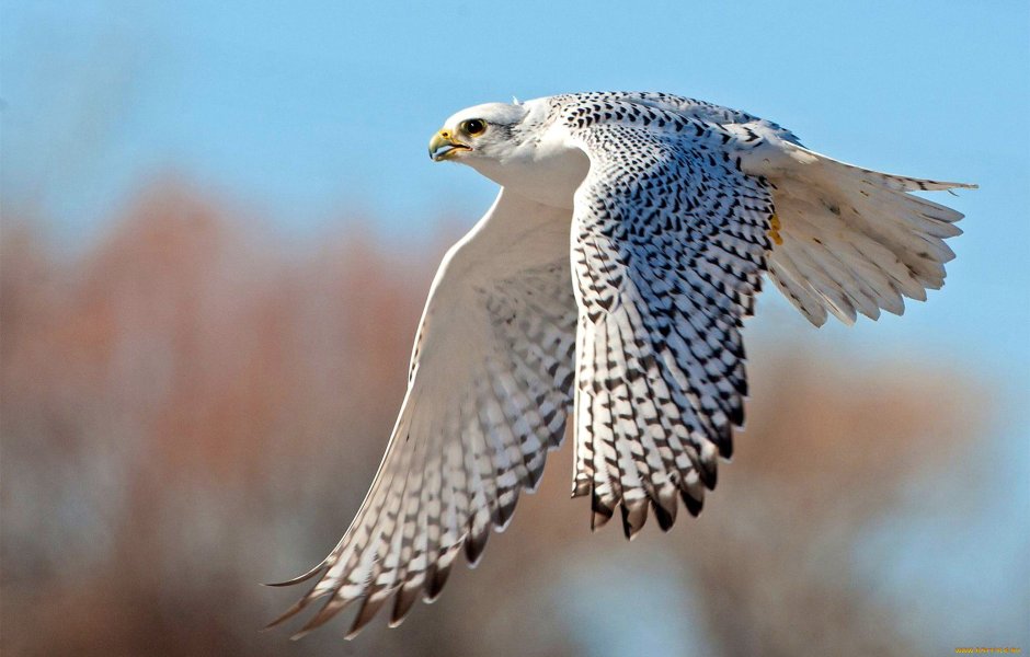 Беркут Сокол ястреб