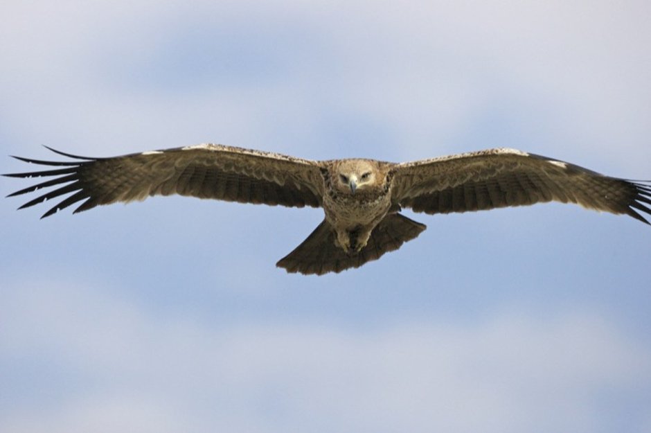 Ястреб краснохвостый Сарыч