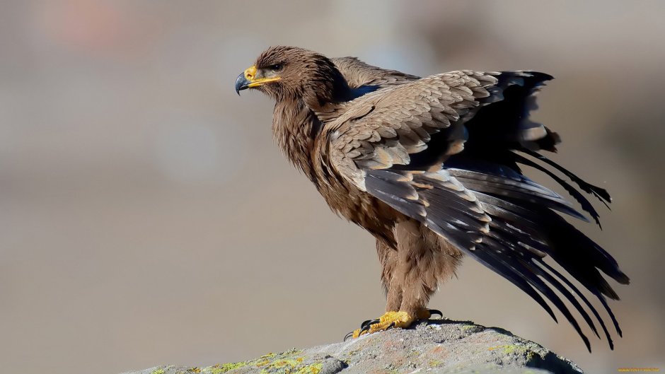 Крымский Степной Орел