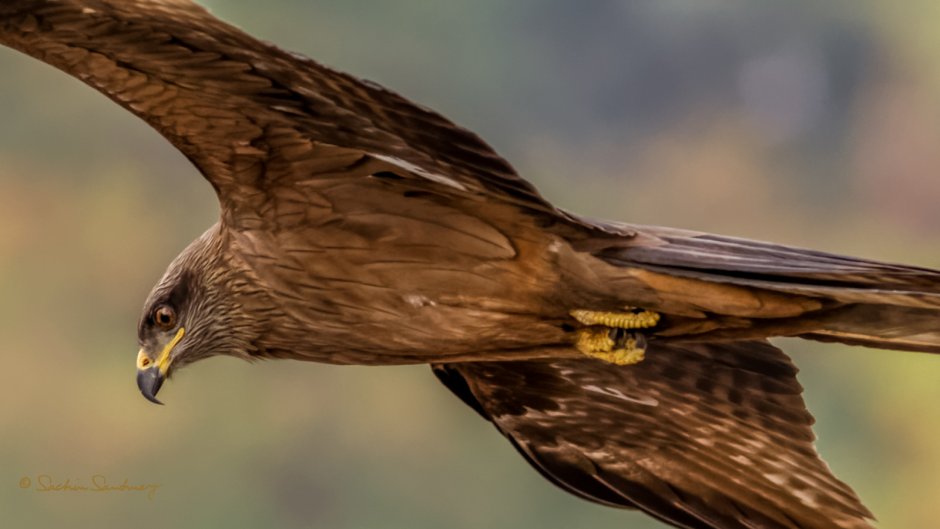 Лунь, ястреб, Коршун, канюк