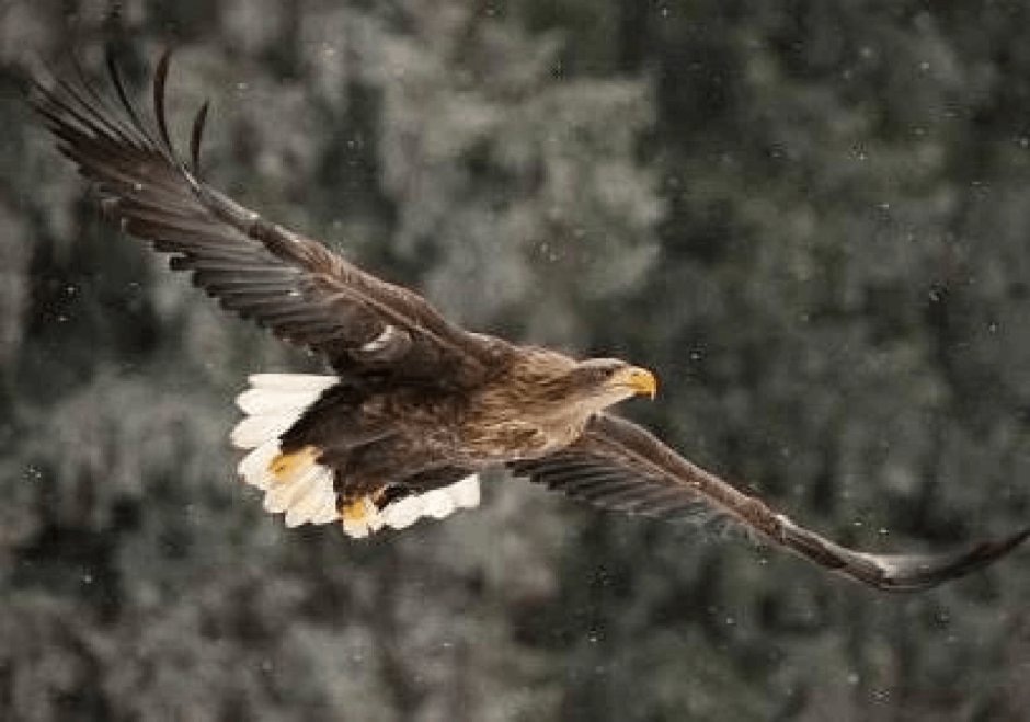 Канюк хищник