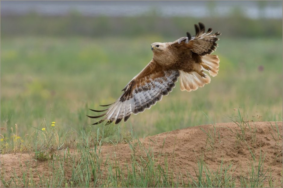 Бурый Змееяд