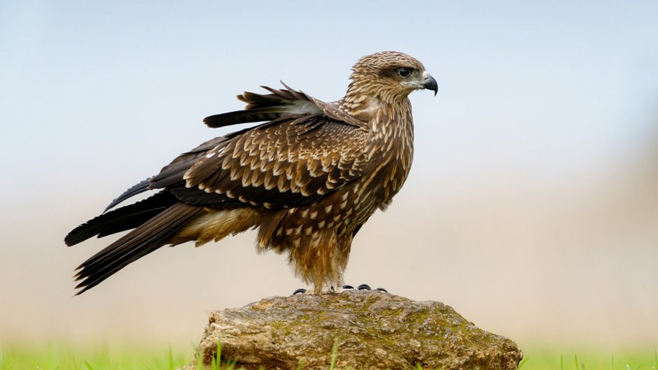 Большой подорлик красная книга