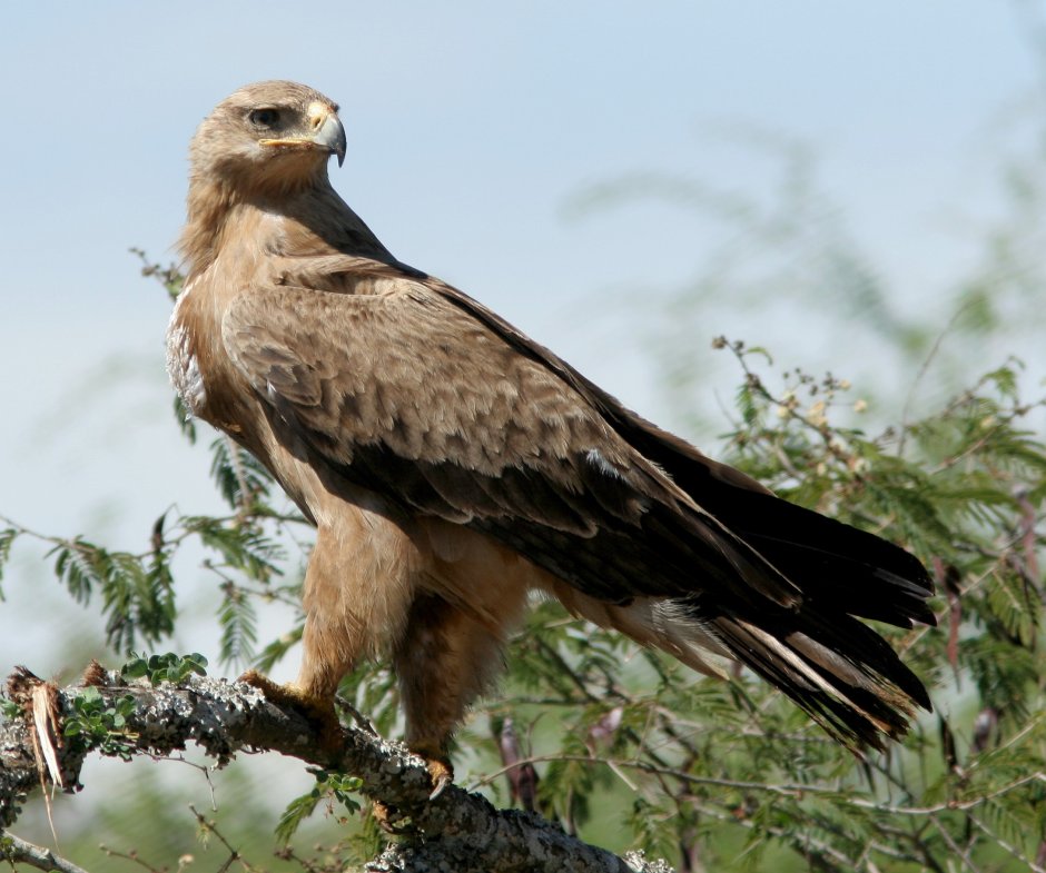 Ястреб тетеревятник Сапсан