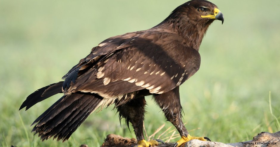 Беркуты, филины,Совы