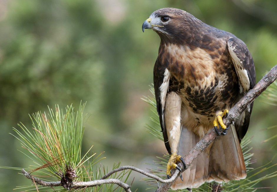 Орлы, КАНЮКИ, Ястребы,