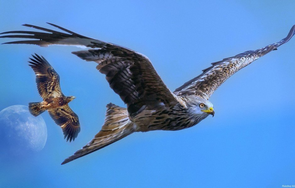 Разные птицы