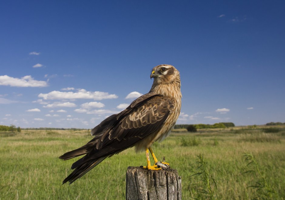 Канюк хищная птица