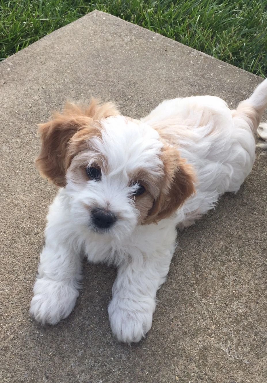 Кавашон порода собак