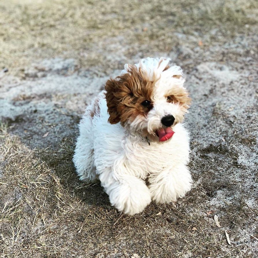 Кавашон щенки