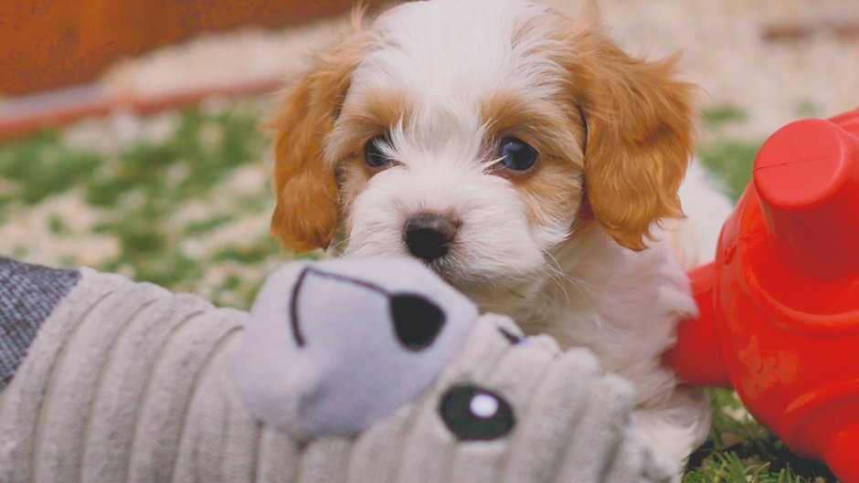 Кавашон собака фото