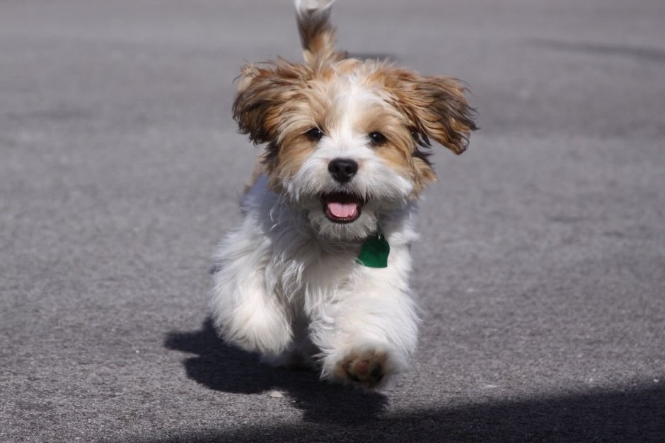 Гаванский Бишон палевый