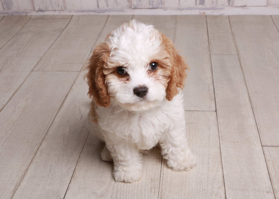 Порода Кавашон