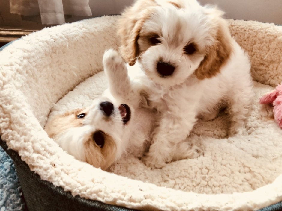 Кавашон собака цена