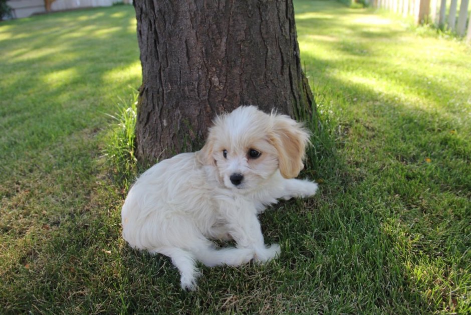 Кавашон собака