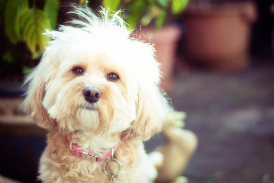 Кавашон собака