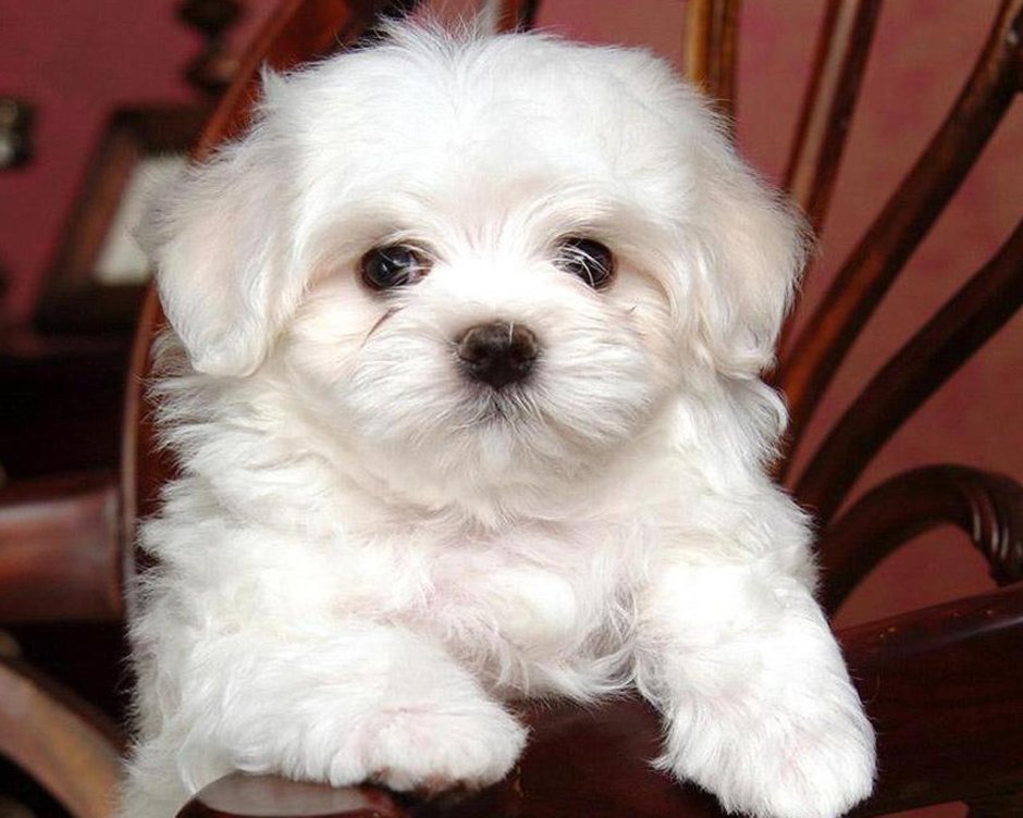 Очень маленькая белая пушистая собачка