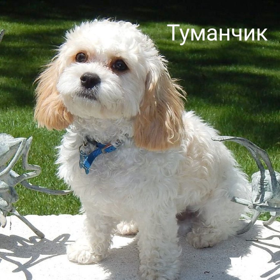 Порода Кавашон