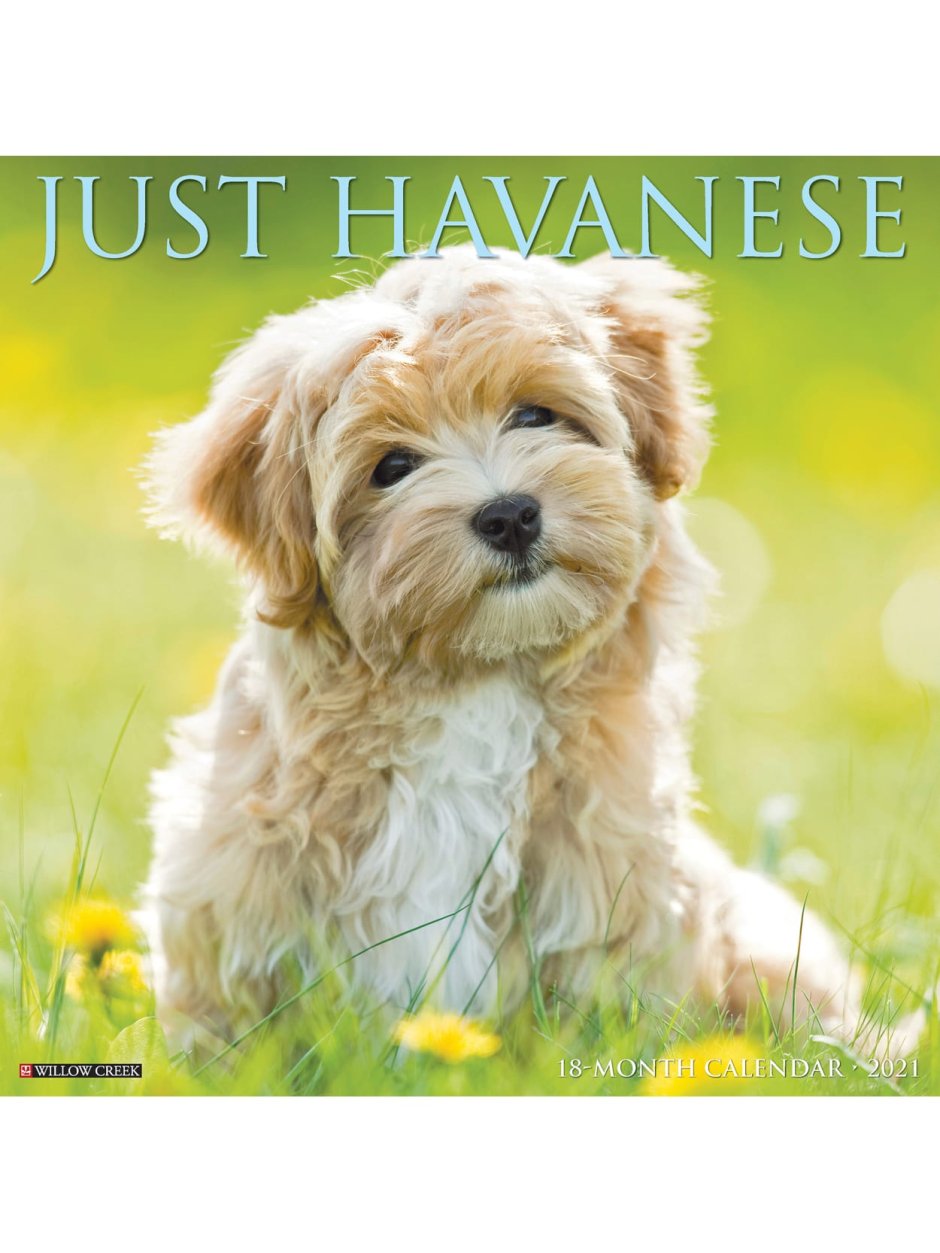 Puppy Playtime Huggy Huggy