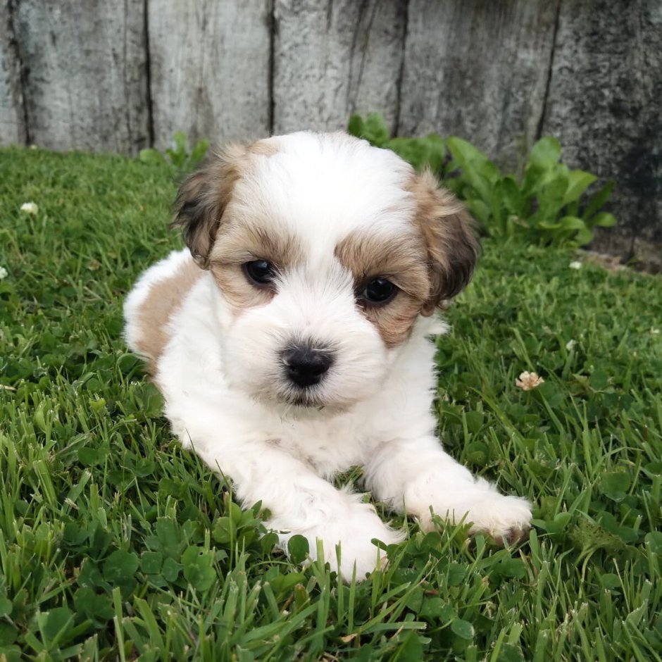 Кавашон собака щенок