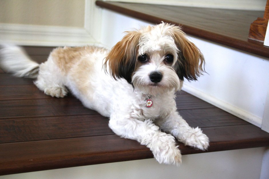 Кавашон собака