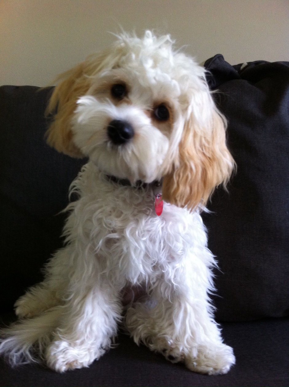 Гаванский Бишон серый