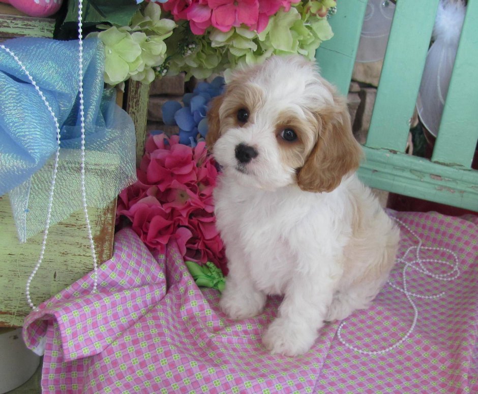 Хаванез Бишон голландский