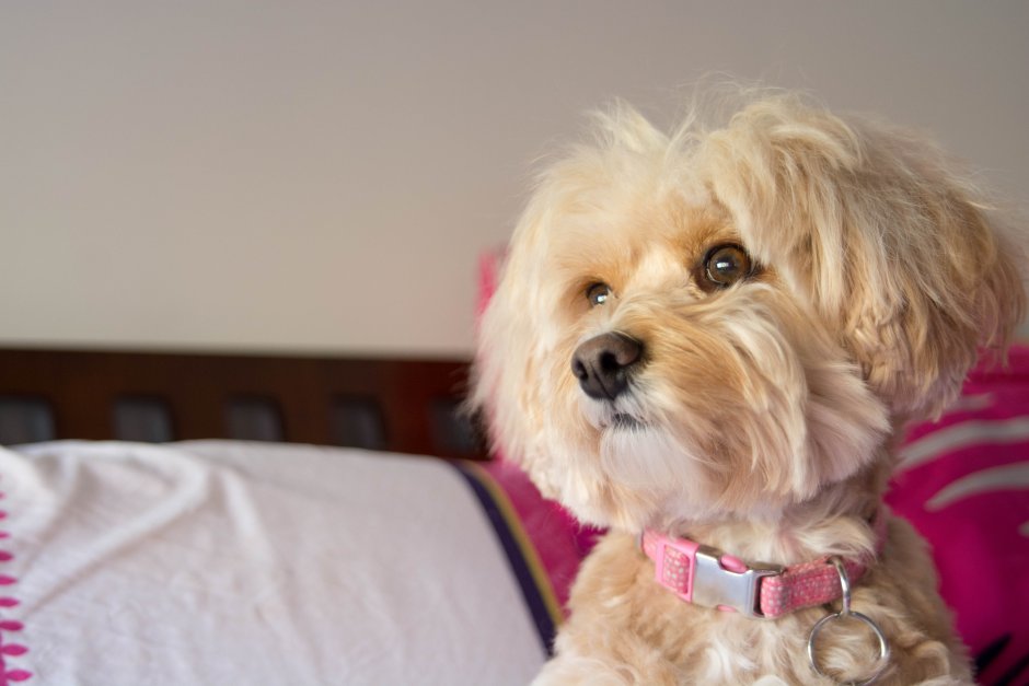 Кокапу тибетский терьер