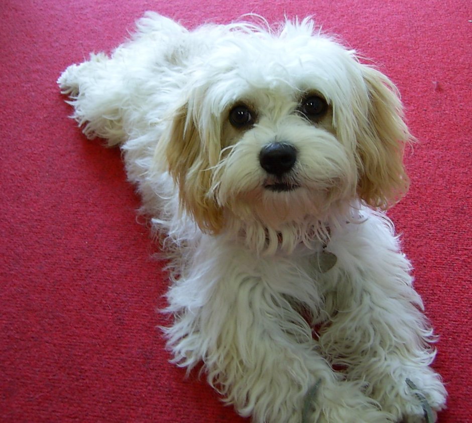 Порода собак Кавашон фото