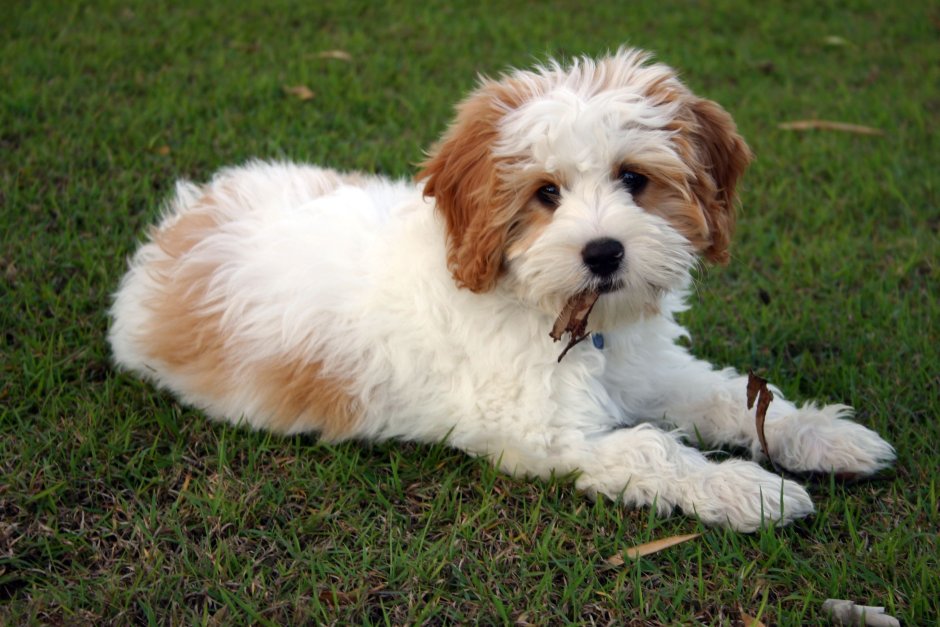 Кавашон собака фото взрослой собаки