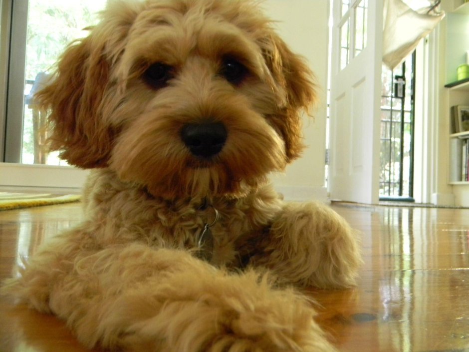 Гаванский Бишон