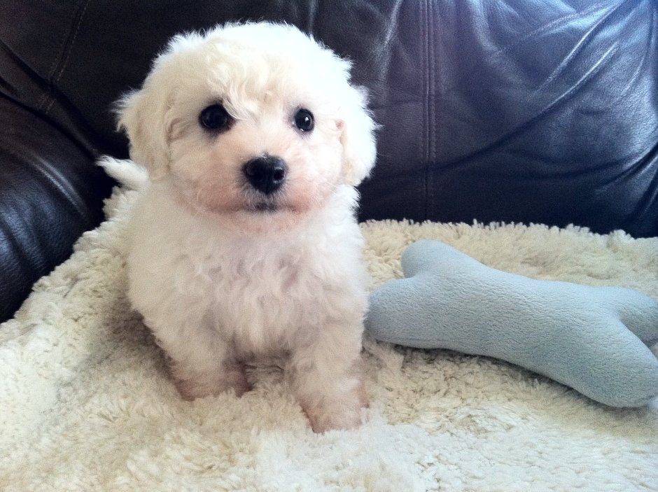 Королевская болонка