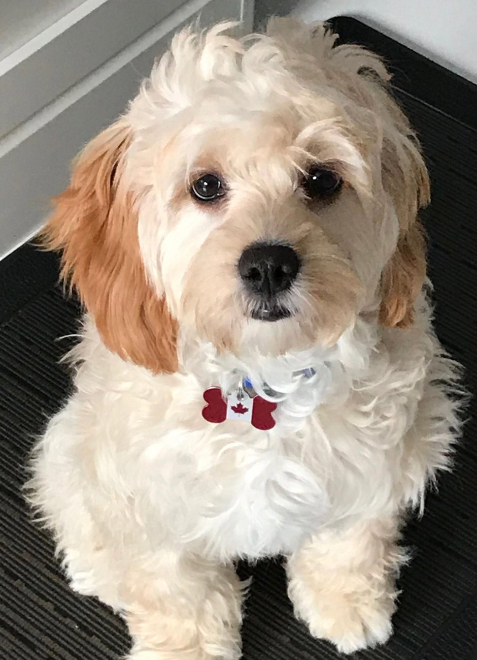 Кавашон Гаванский Бишон