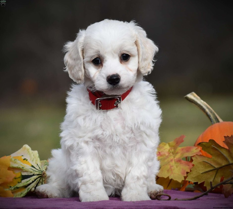 Ши тцу скрещенная с пуделем