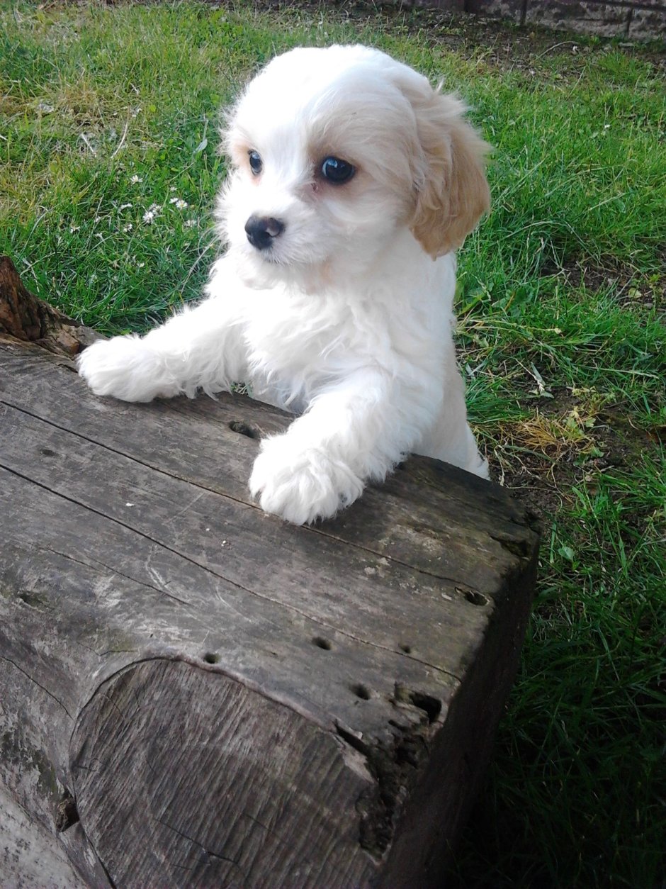 Ирландский Бишон