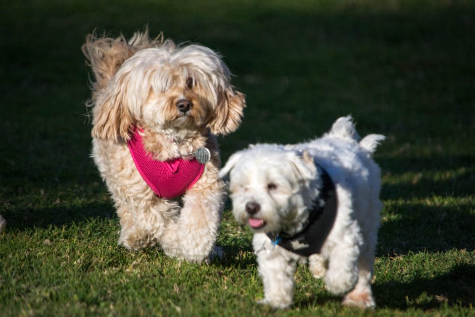Болоньез хаванез Мальтийская