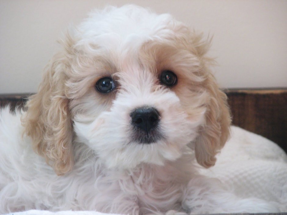 Shichon Dog
