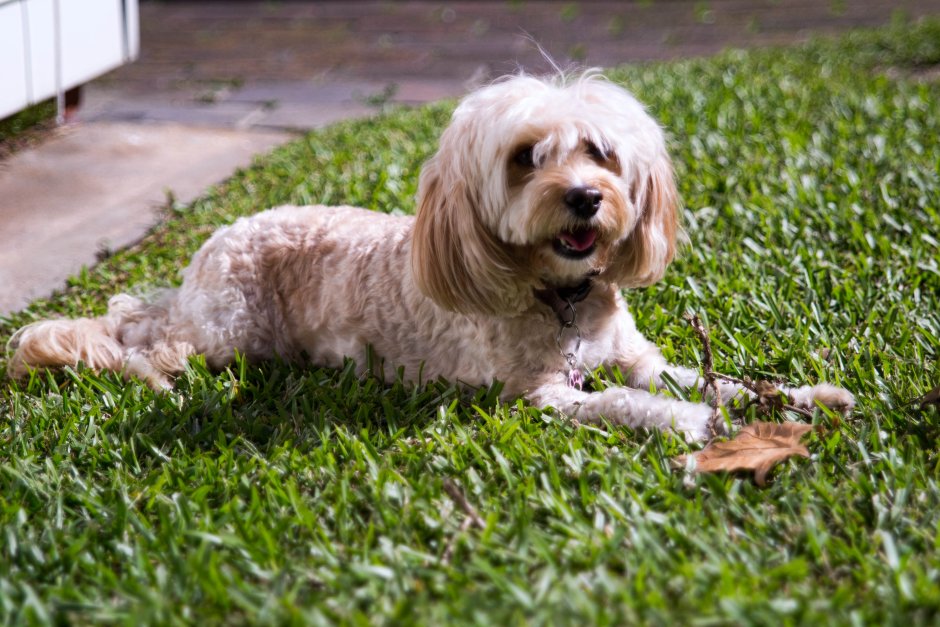 Кавашон спаниель