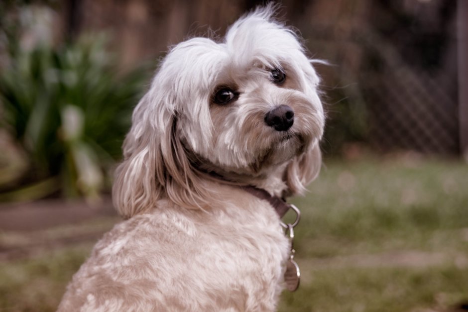 Кавалер Кинг Чарльз с пуделем