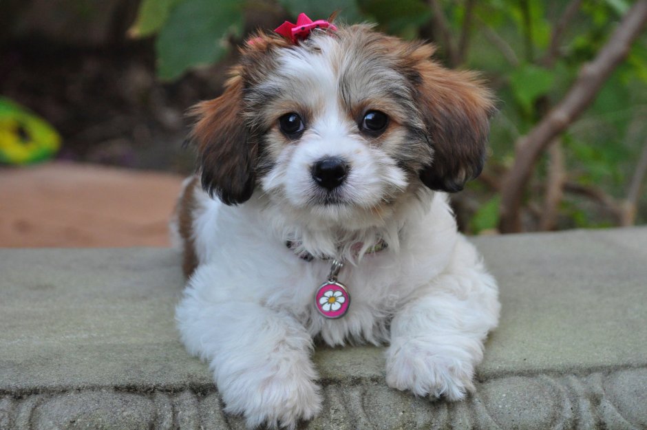 Фото маленьких собак