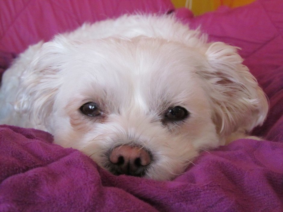 Порода Кавашон