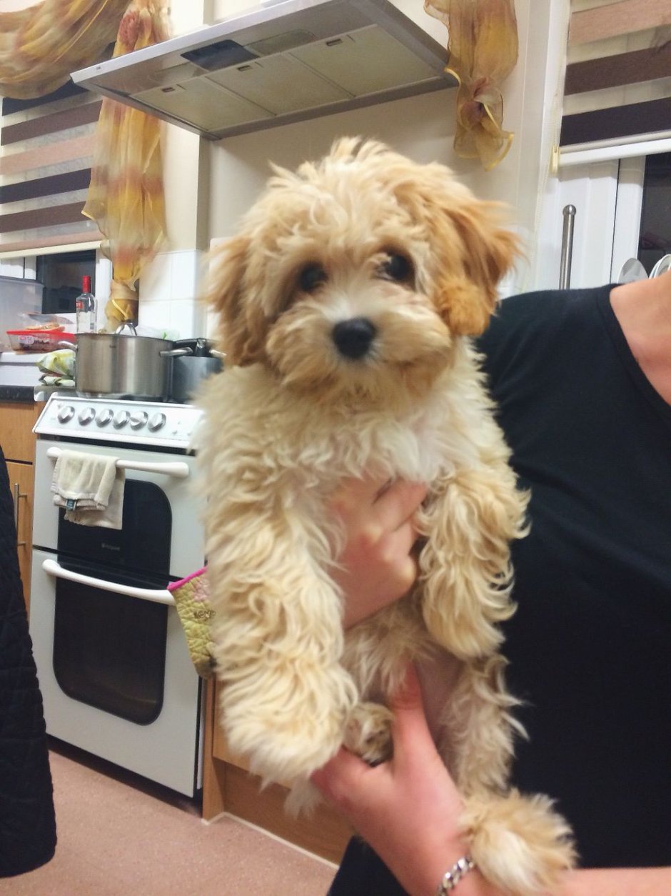 Trainertec sp19 ошейник антилай