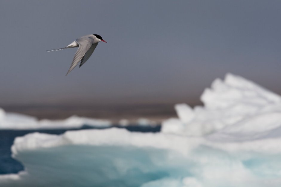 Arctic Birds