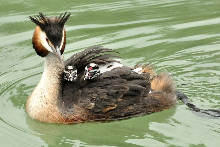 Большая поганка – Podiceps cristatus