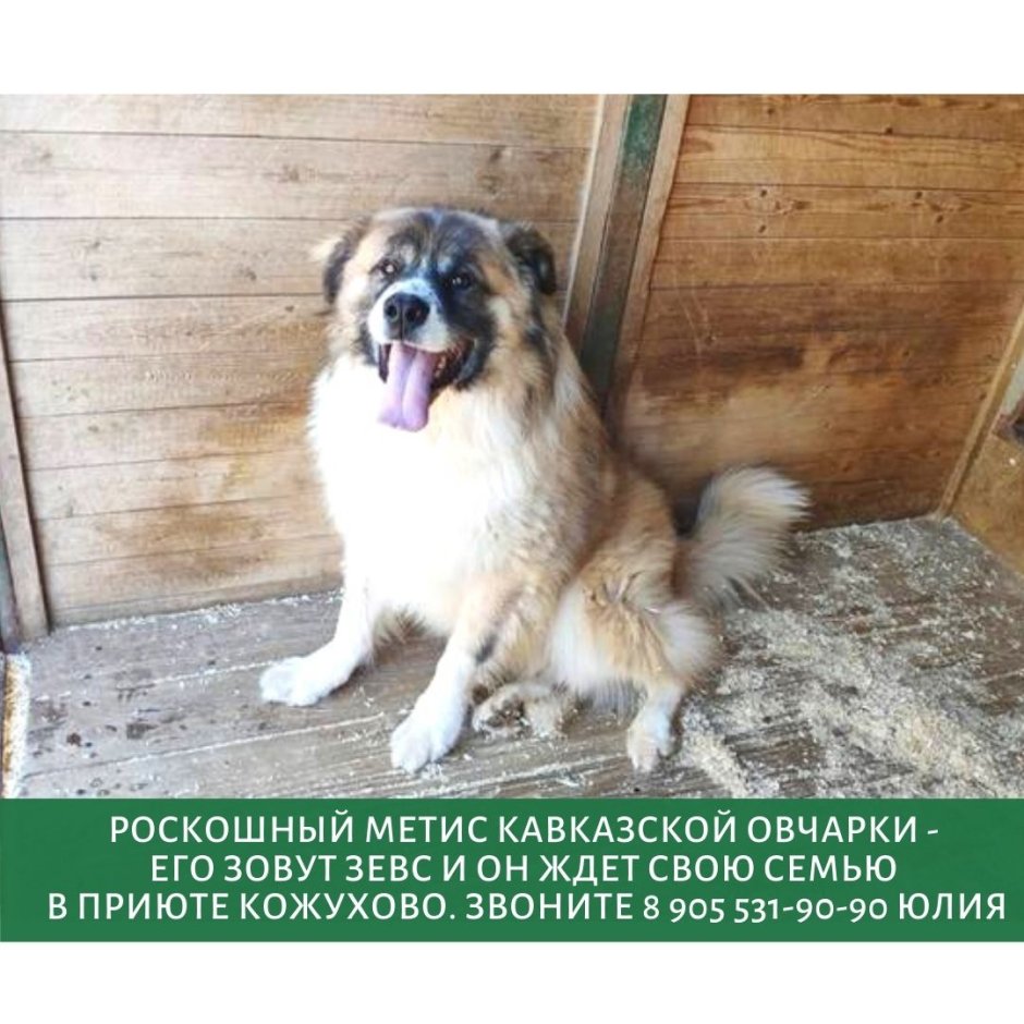 Метис алабая и лайки